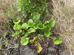 Image of giant forget-me-not