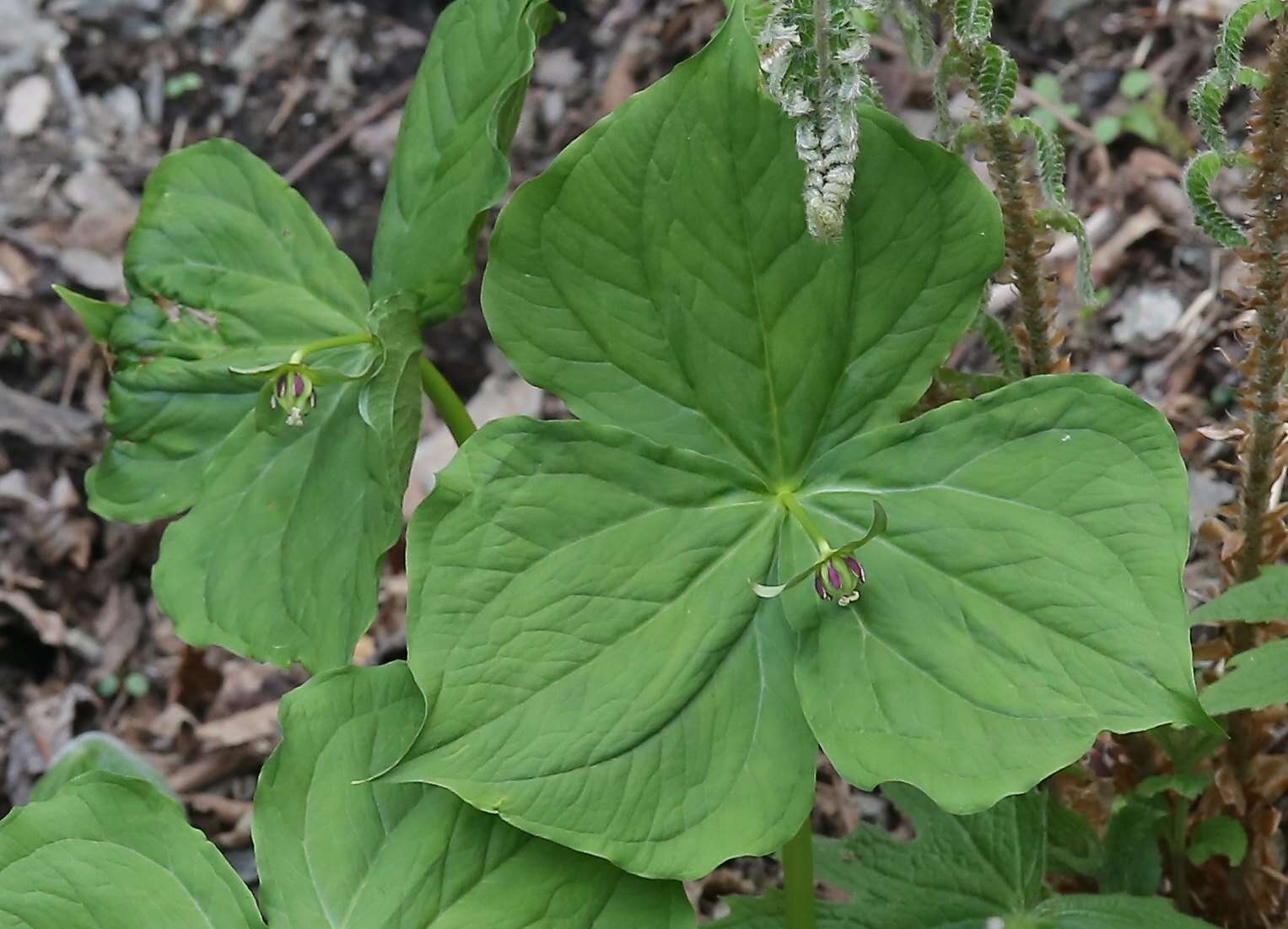 Image of Trillium apetalon Makino