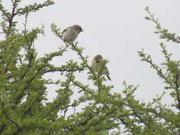 Image de Sporopipes Cabanis 1847