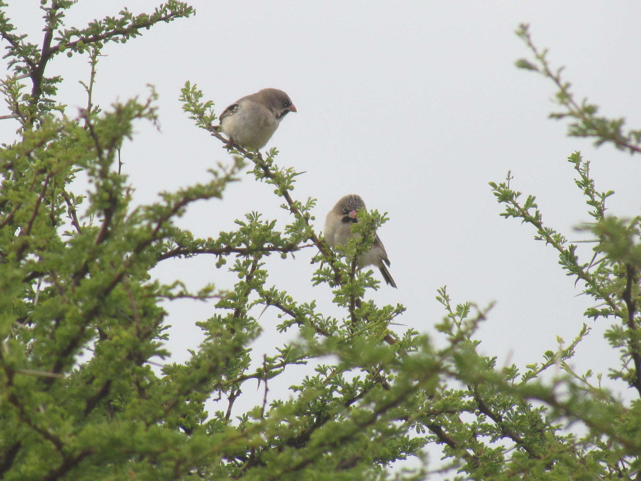 صورة Sporopipes Cabanis 1847