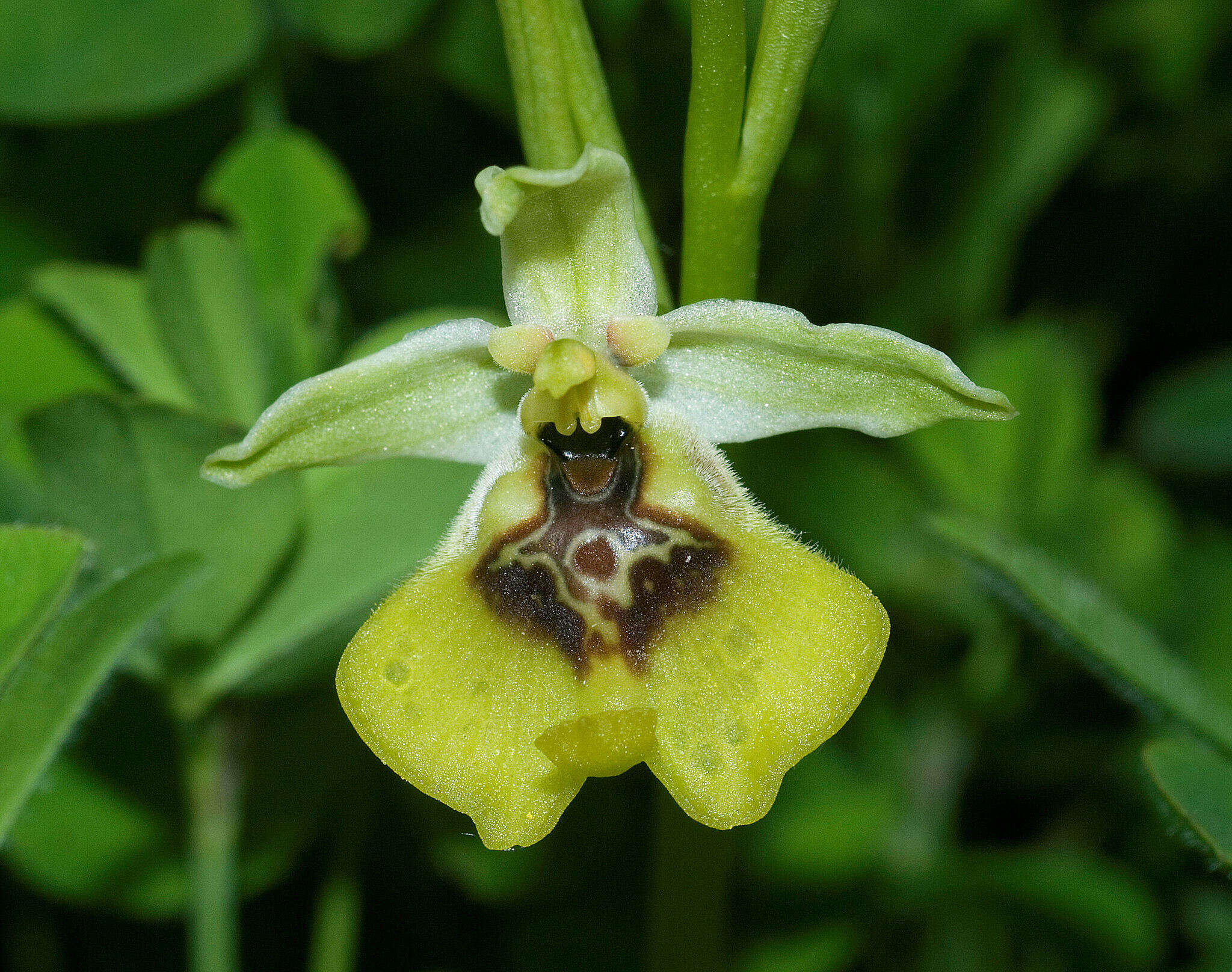 Image of Ophrys fuciflora subsp. lacaitae (Lojac.) Soó