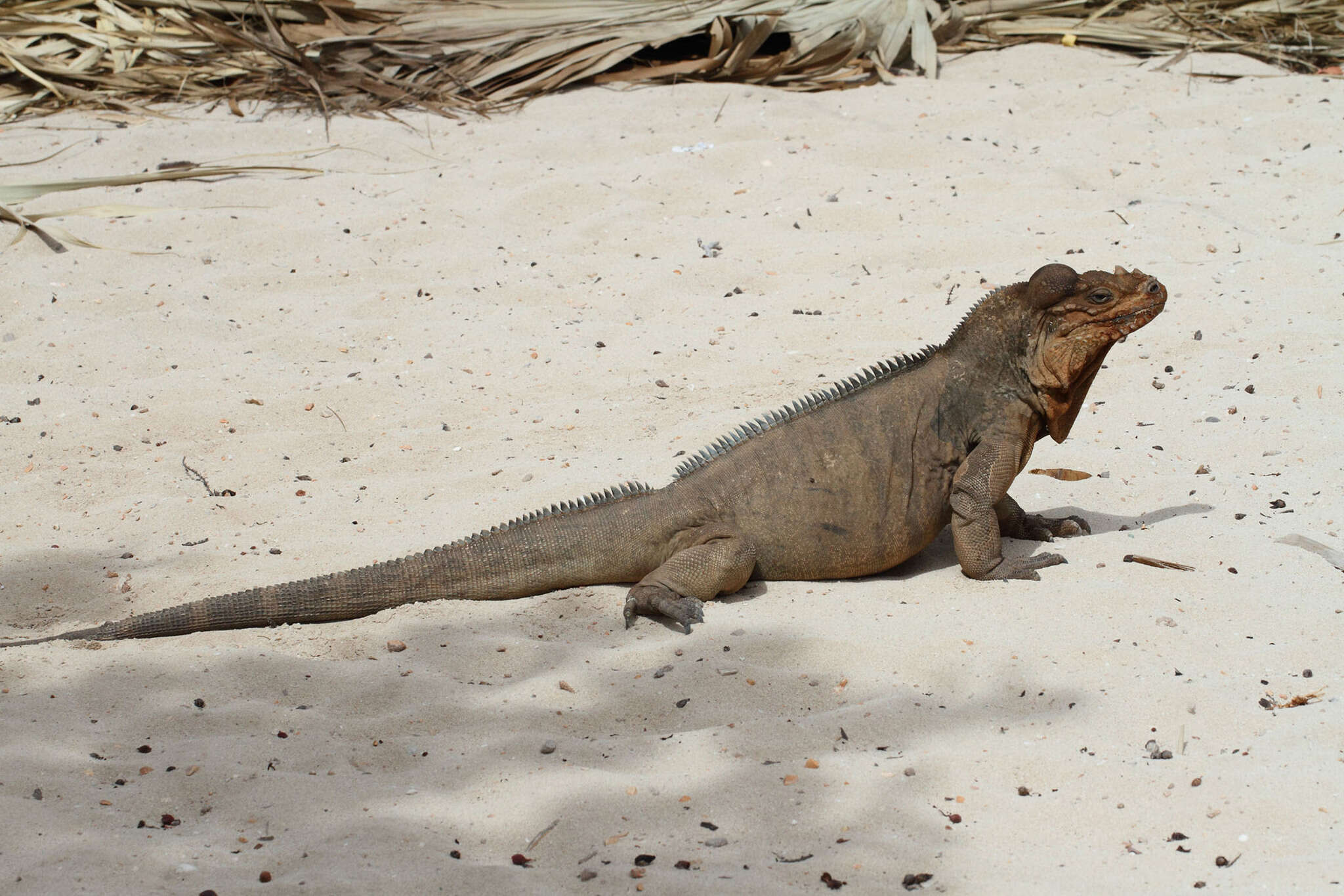 Image of Rhinoceros Iguana