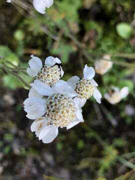 Achillea atrata L. resmi