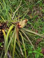 Image of Aechmea longifolia (Rudge) L. B. Sm. & M. A. Spencer