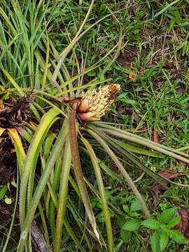 Image of Aechmea longifolia (Rudge) L. B. Sm. & M. A. Spencer