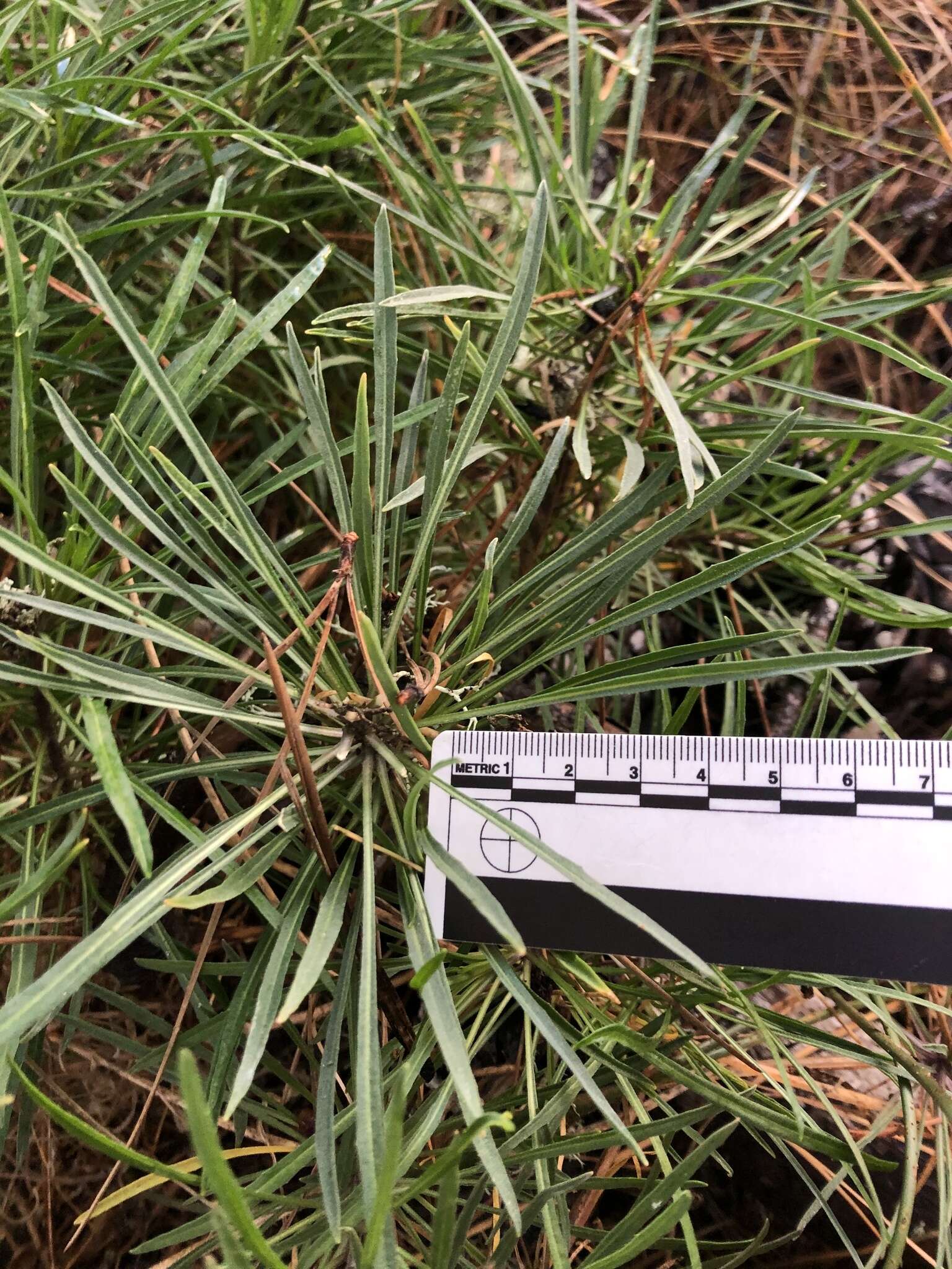 Image of Erysimum suffrutescens (Abrams) Rossbach