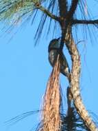 Image of Chestnut-sided Shrike-Vireo