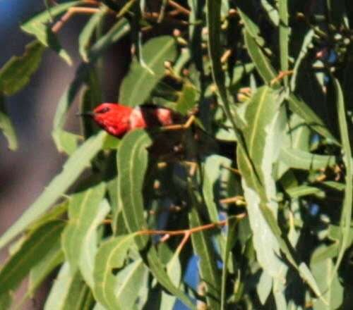 Image of Scarlet Honeyeater