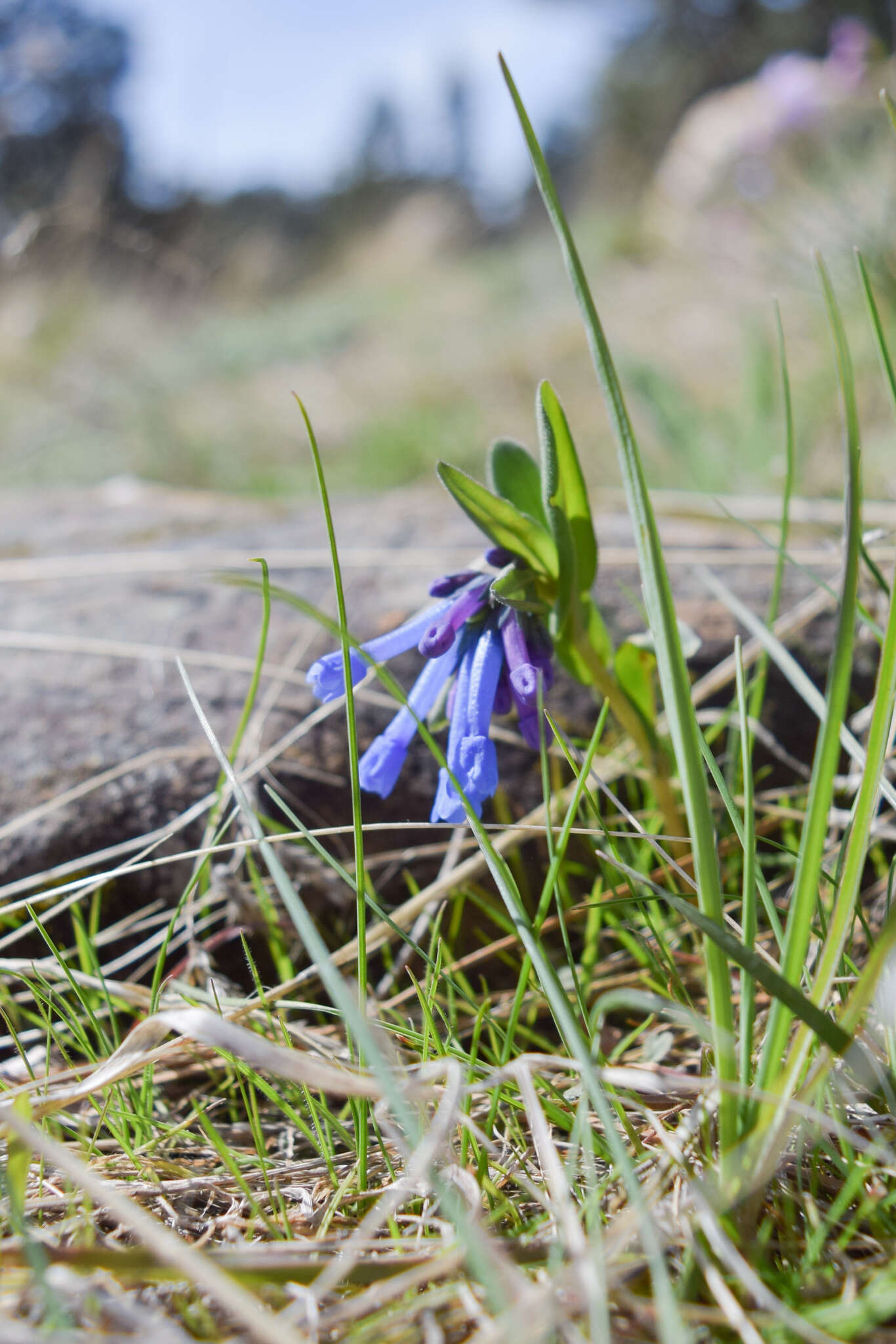 Image of small bluebells