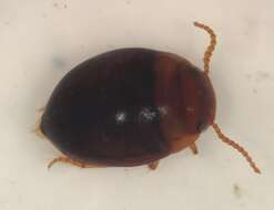 Image of Hydrovatus platycornis Young 1963