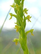 Image of Habenaria pseudociliosa Schelpe ex J. C. Manning