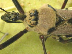 Image of Rhynocoris neavei Bergroth 1912