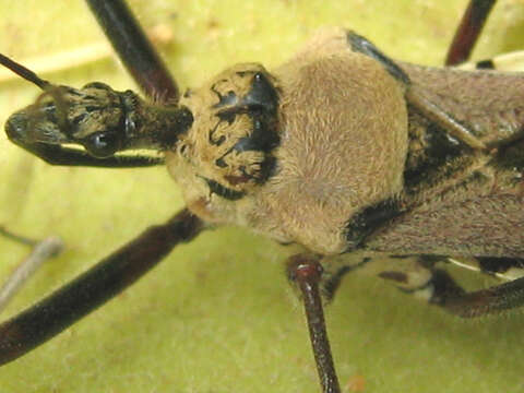 Image of Rhynocoris neavei Bergroth 1912