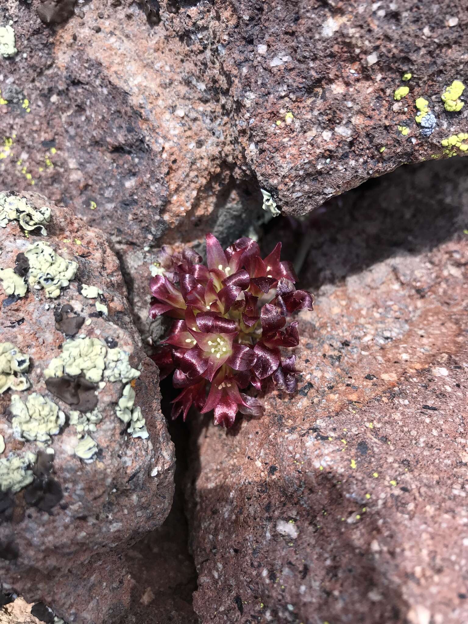 Image of Spanish Needle onion