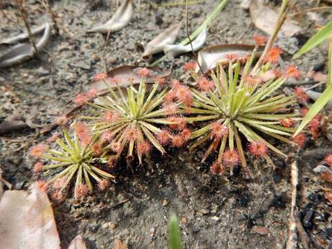 Image of Drosera fulva Planch.