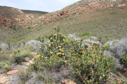 Image of Leucospermum utriculosum Rourke