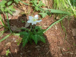 Слика од Anemone nikoensis Maxim.