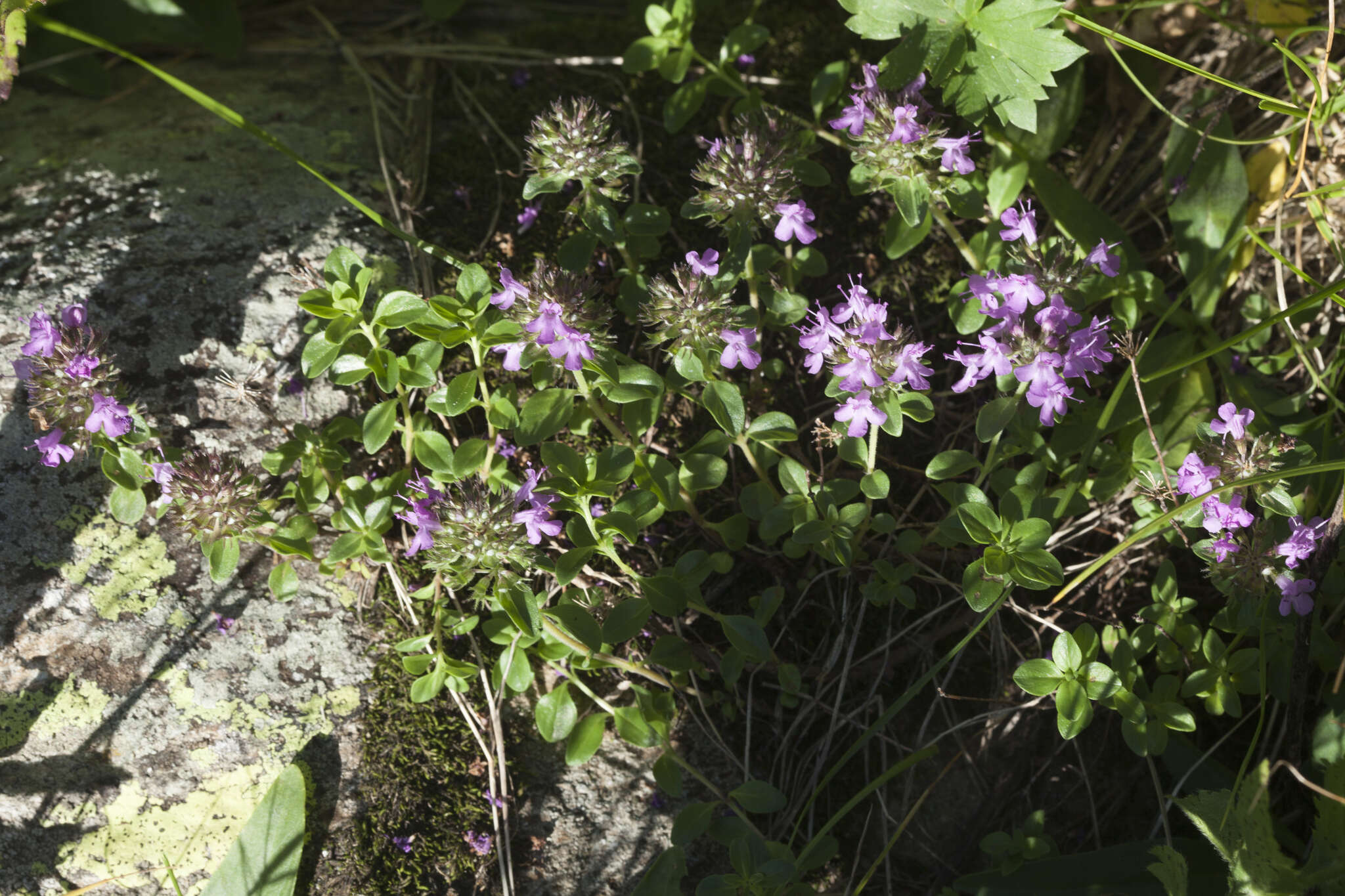 Image of Thymus nummularius M. Bieb.