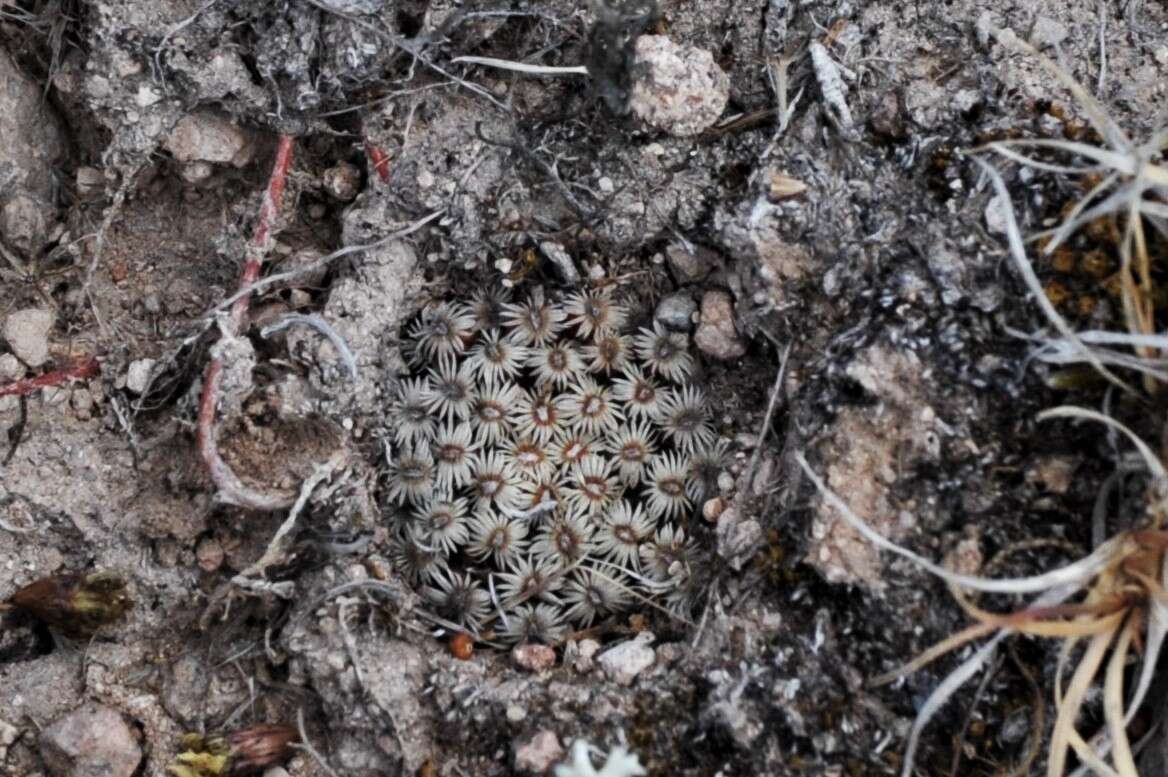 Image of Mammillaria hernandezii Glass & R. A. Foster