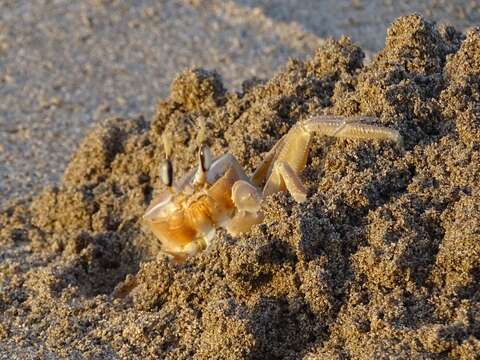 Image of tufted ghost crab