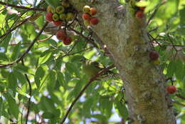 Image of Thick-billed Green Pigeon