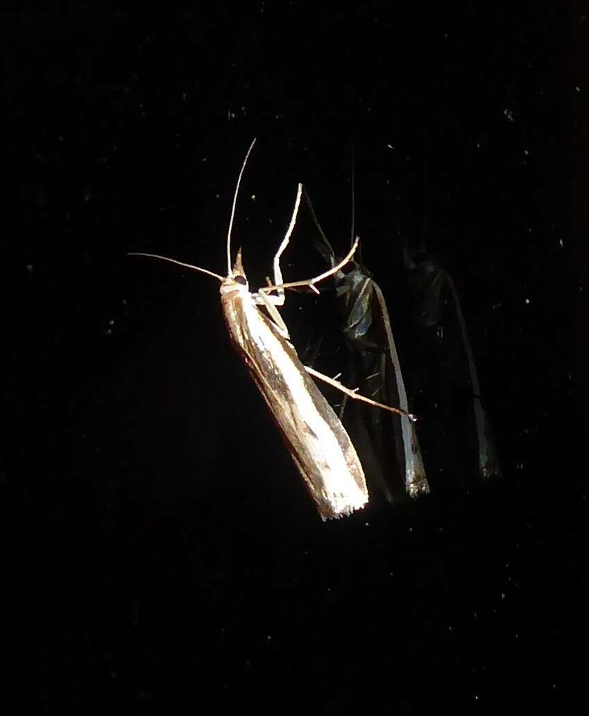 Image of common grass moth