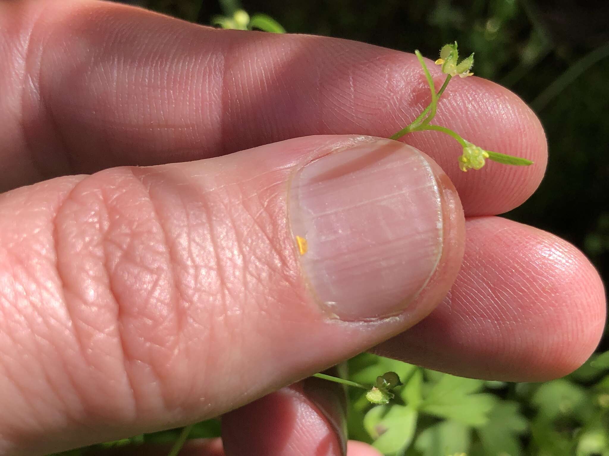 Image of delicate buttercup