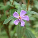 Image of Pleroma mexicanum (D. Don) Triana