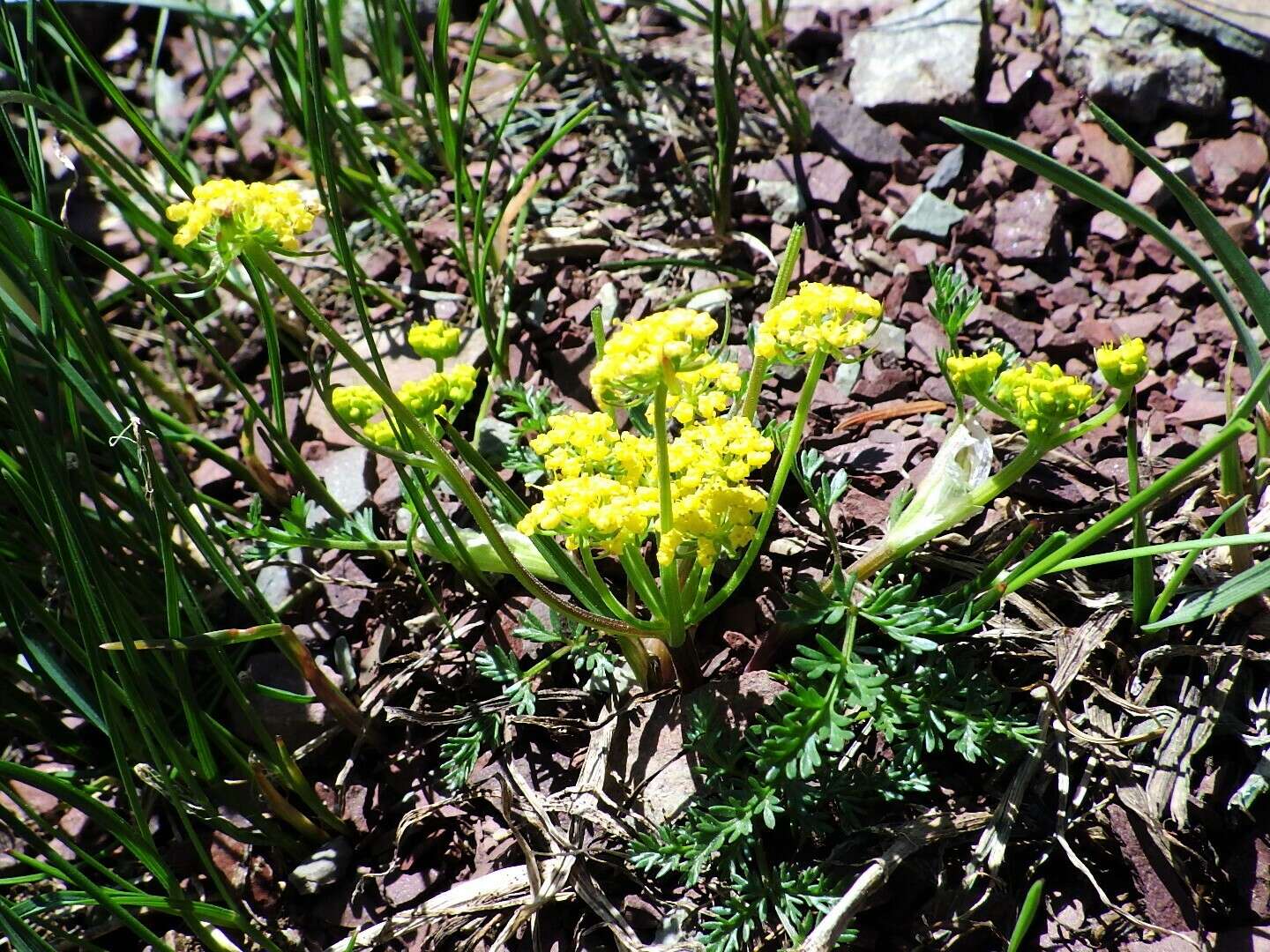 Imagem de Lomatium sandbergii (Coult. & Rose) Coult. & Rose