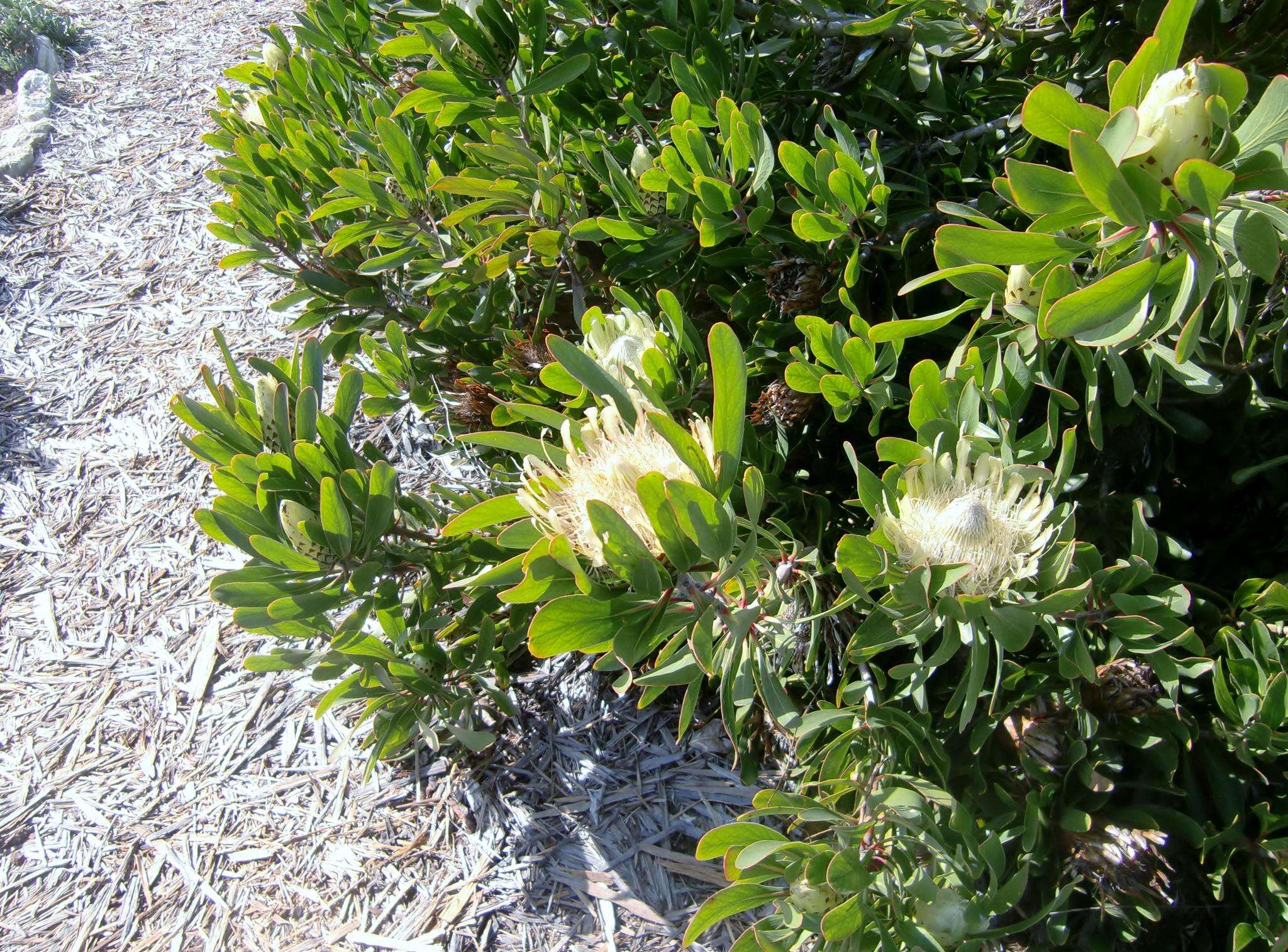 Plancia ëd Protea obtusifolia Buek ex Meissn.