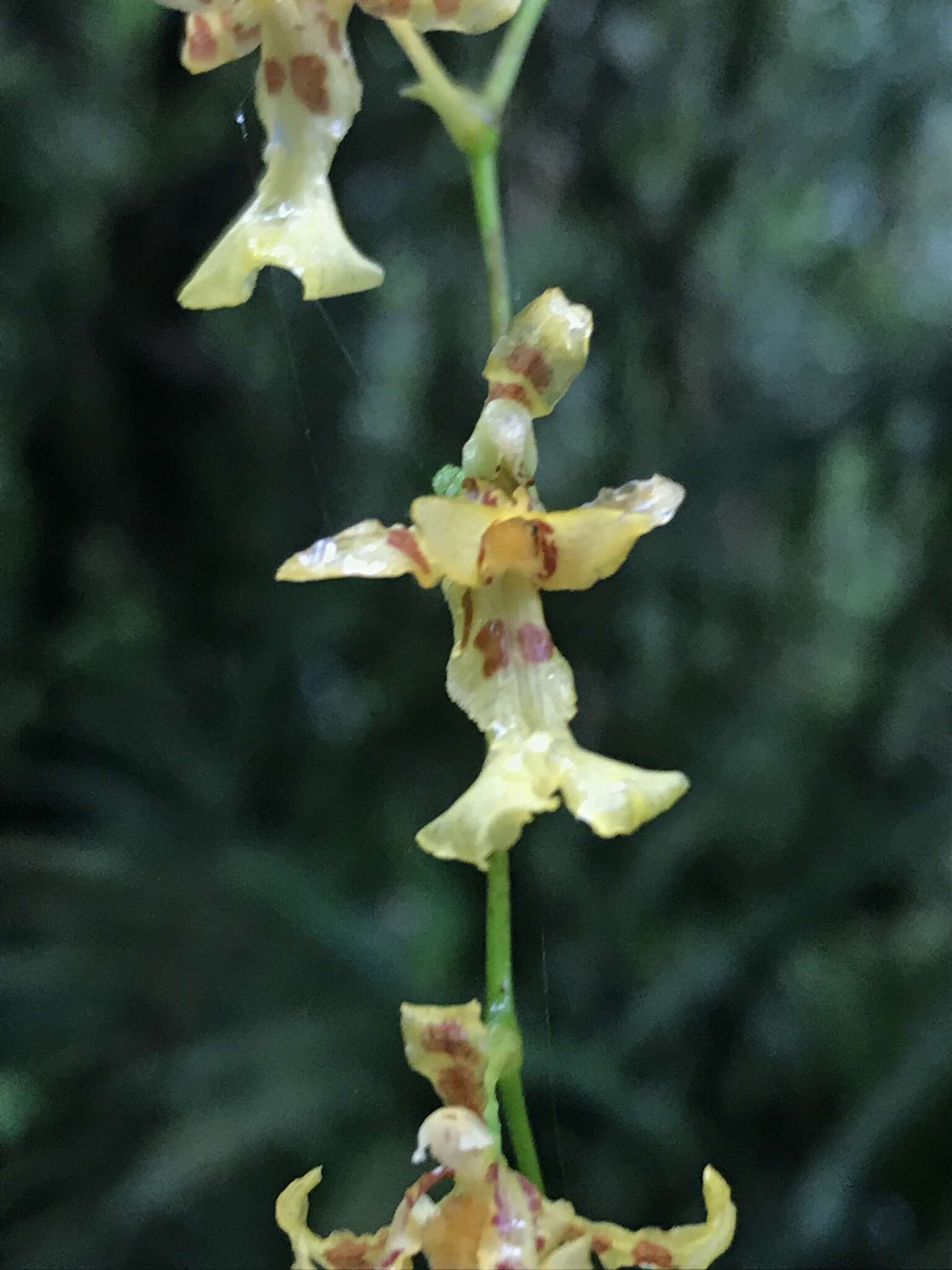 Image of Oncidium hapalotyle Schltr.