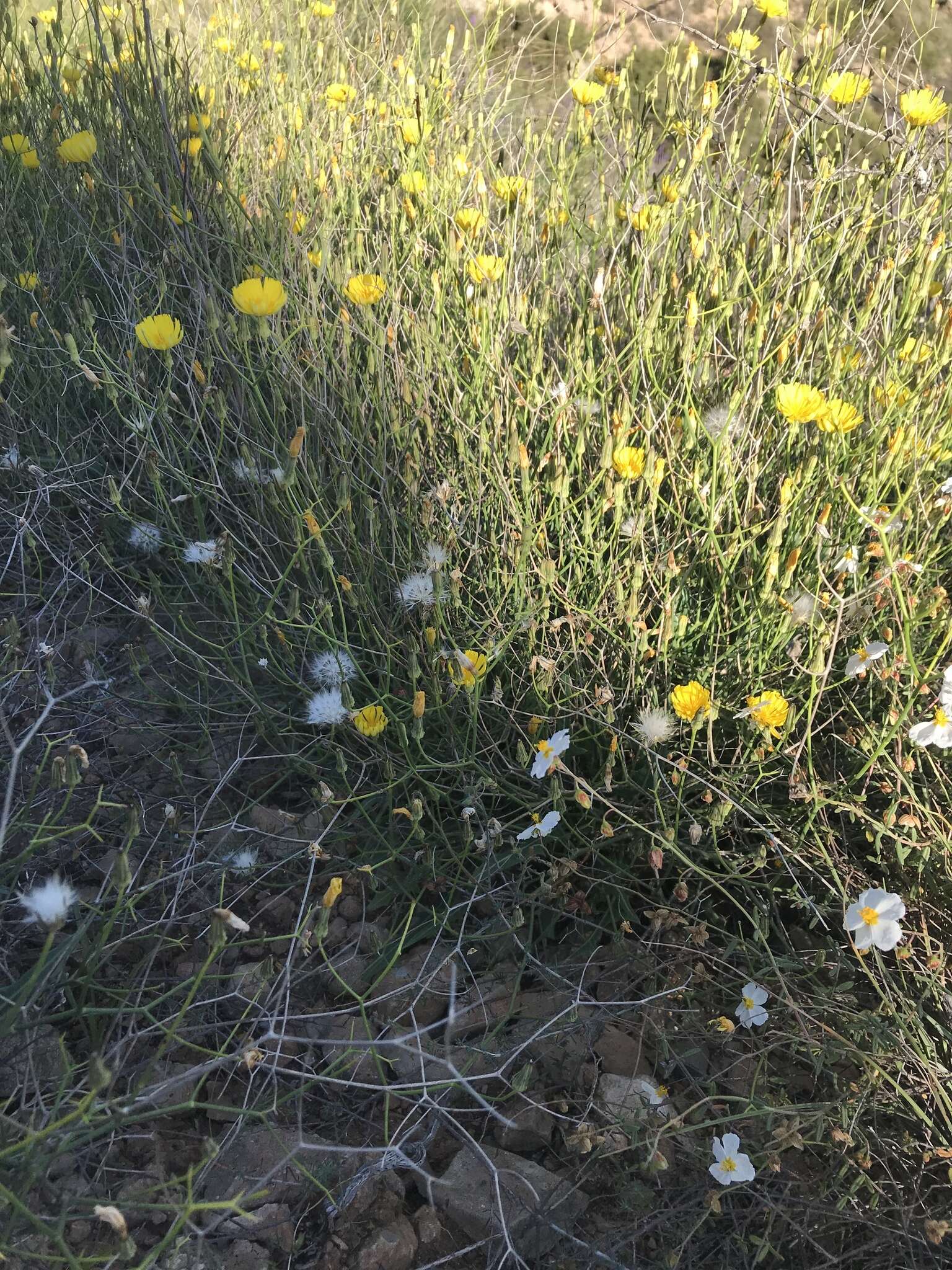 Image of Launaea lanifera Pau