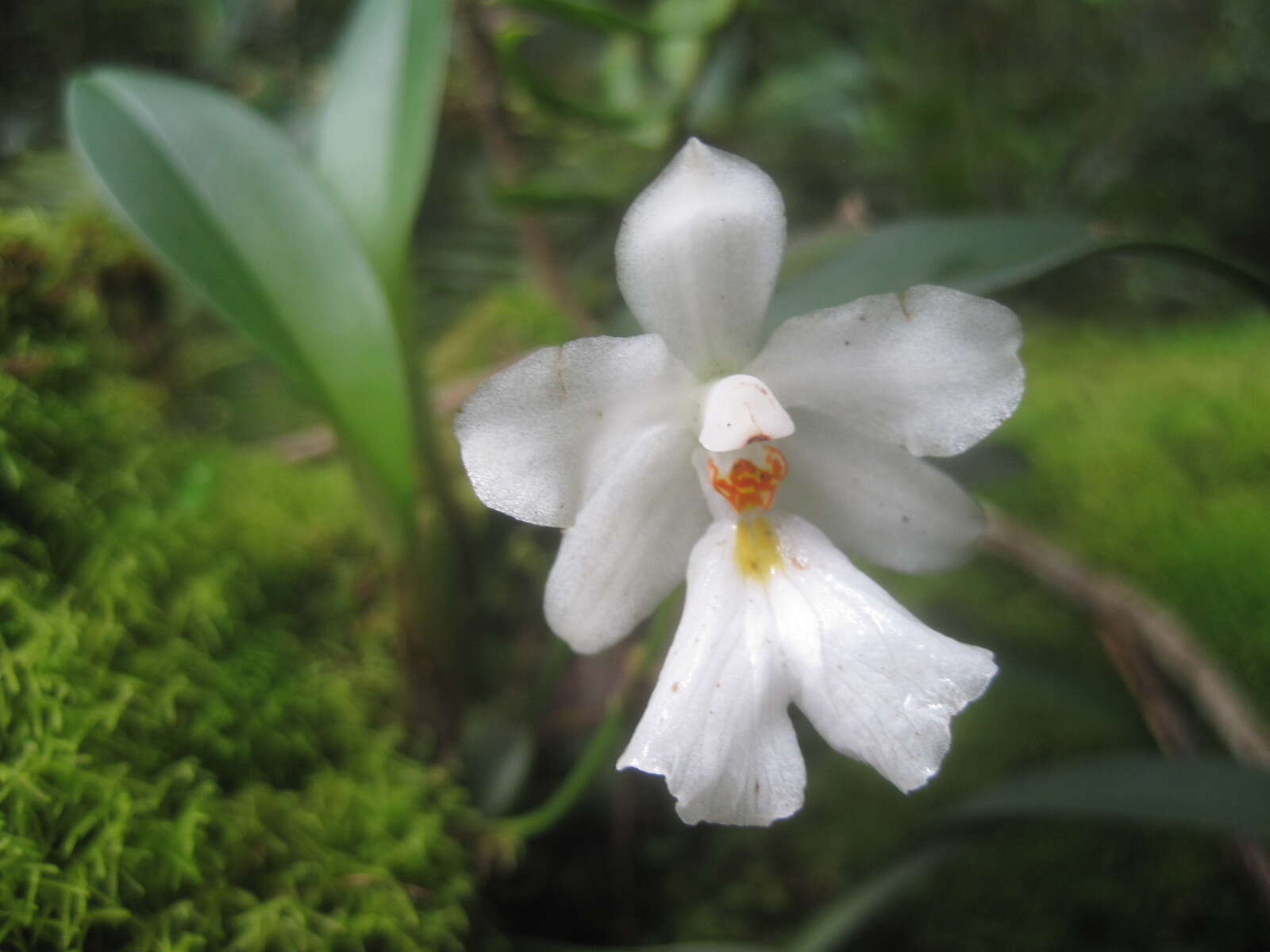 Image of Rossioglossum oerstedii (Rchb. fil.) M. W. Chase & N. H. Williams