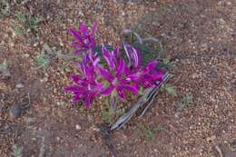 Image of Lapeirousia silenoides (Jacq.) Ker Gawl.