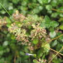 صورة Thymus pulegioides subsp. montanus (Trevir.) Ronniger