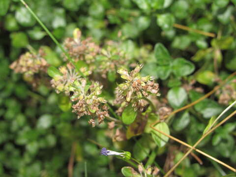 Image of Thymus pulegioides subsp. montanus (Trevir.) Ronniger