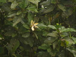 Image of Magnolia chiguila F. Arroyo, Á. J. Pérez & A. Vázquez