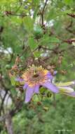 Слика од Passiflora bicornis Mill.