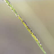 Image of cup grass