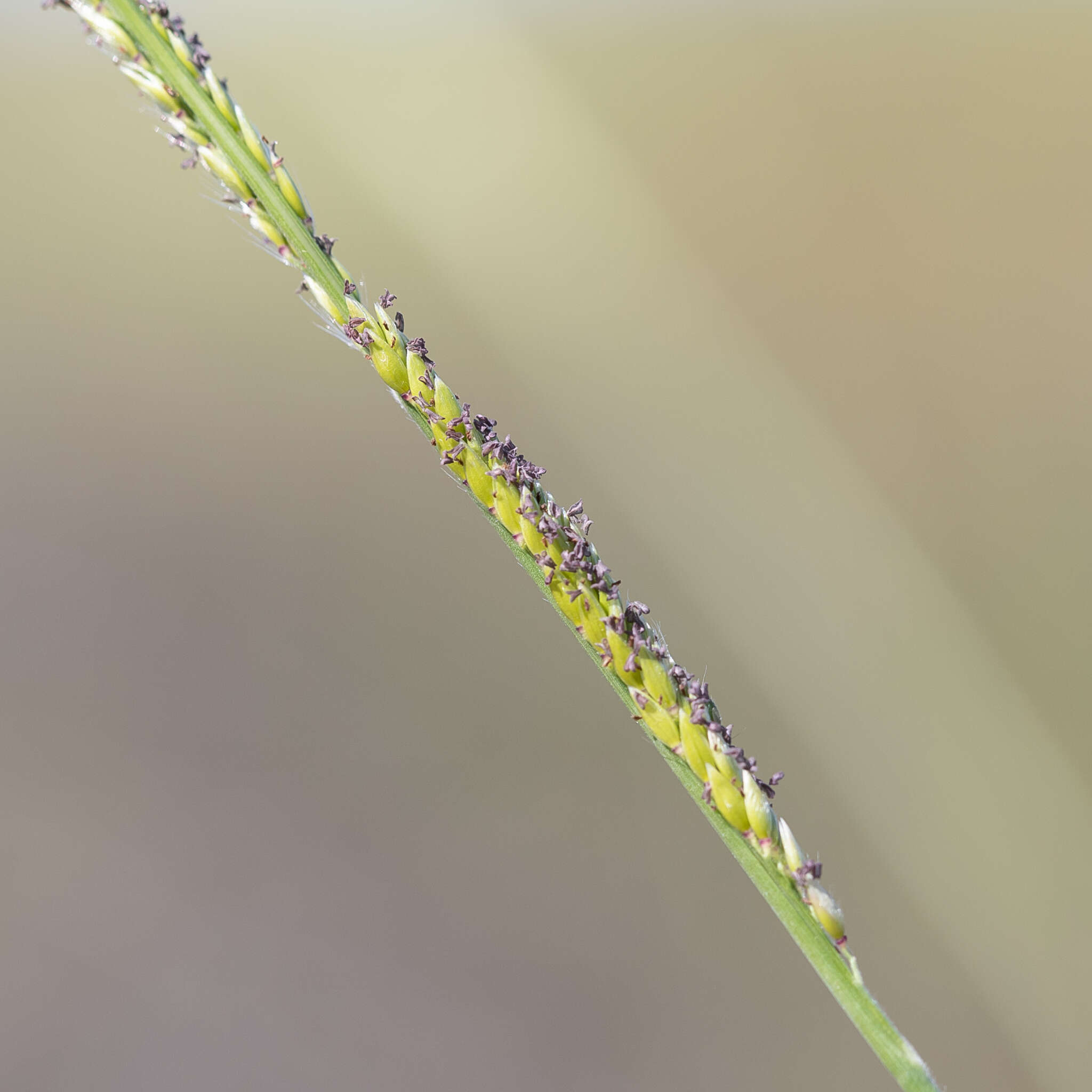 Sivun Eriochloa crebra S. T. Blake kuva