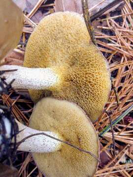 Image of Slippery white bolete