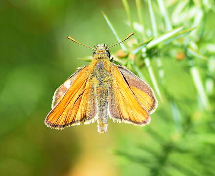 Image of small skipper