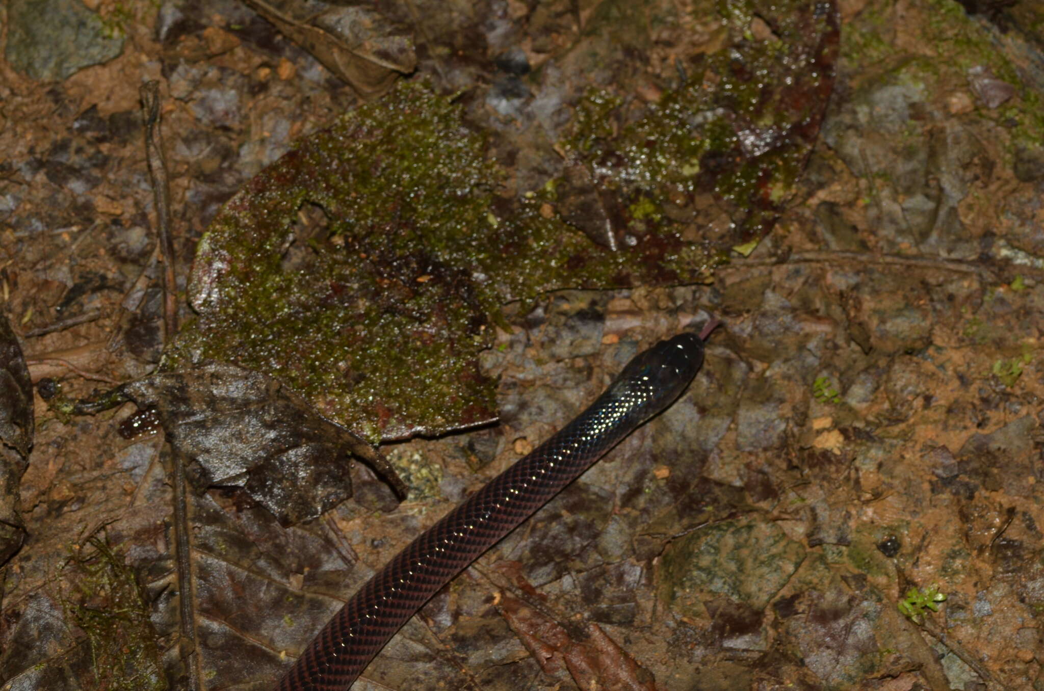 Imagem de Clelia equatoriana (Amaral 1924)