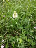 Image of meadow death camas