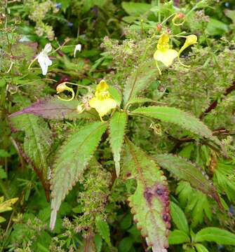 Image of Impatiens racemosa DC.