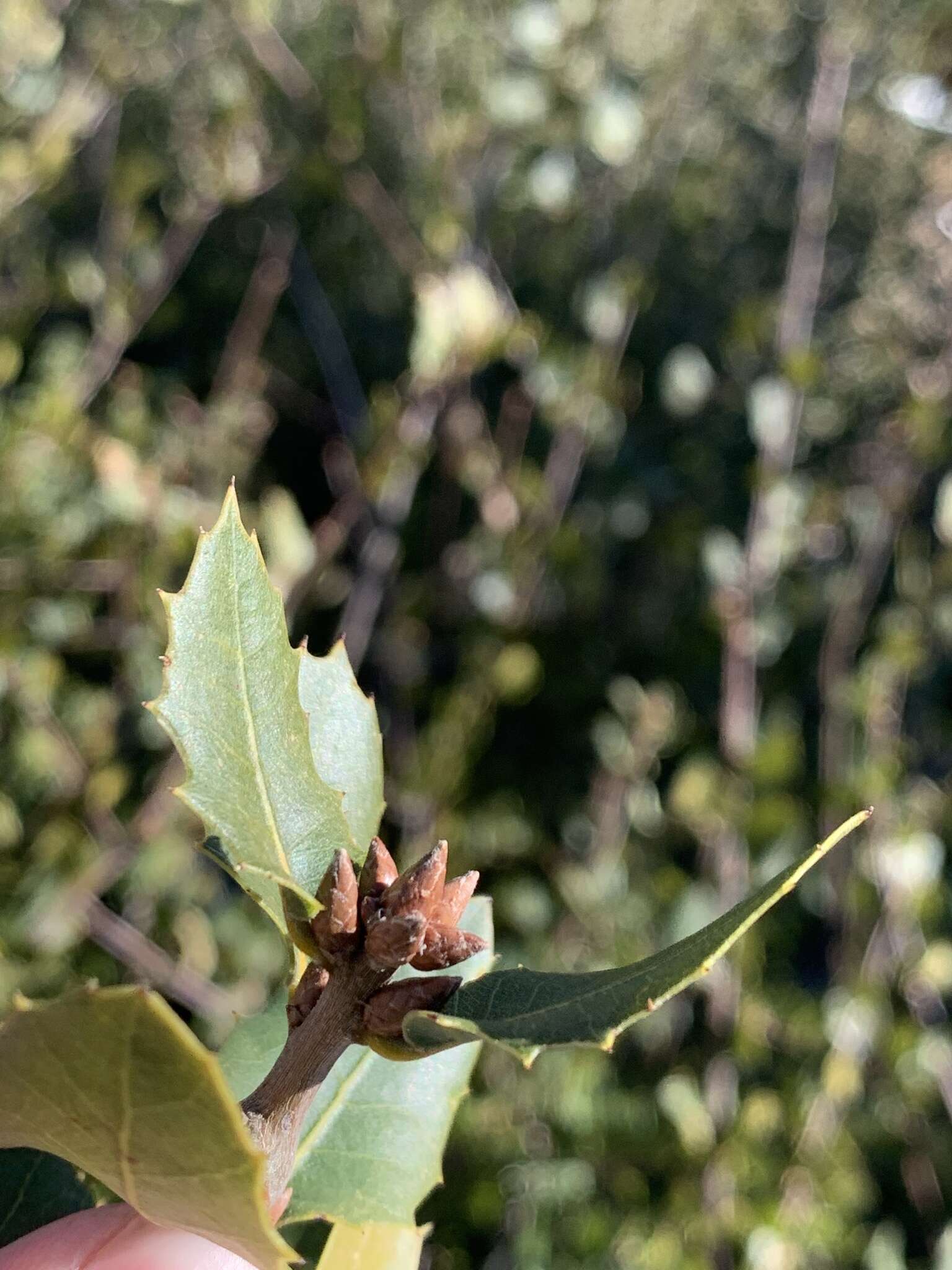 Image of interior live oak