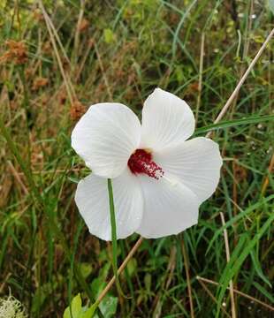 Image of Neches River Rose-Mallow