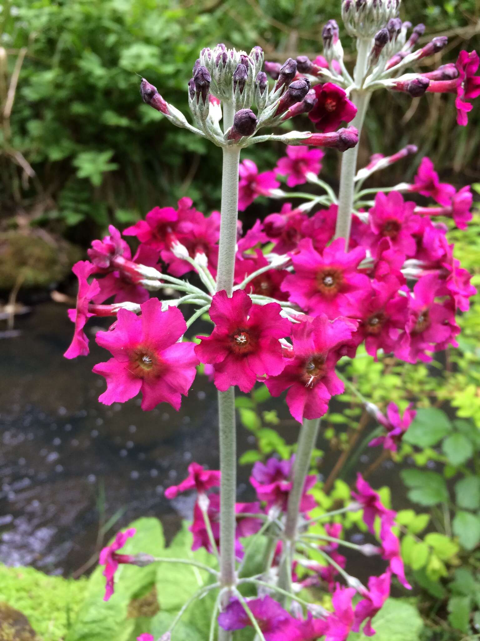 Image of Primula pulverulenta Duthie