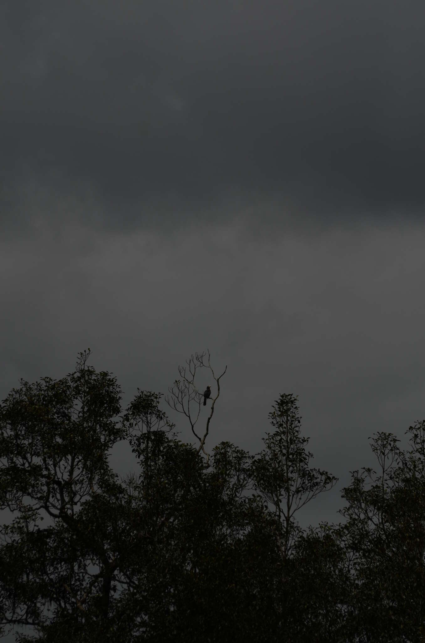 Image of Malabar Grey Hornbill