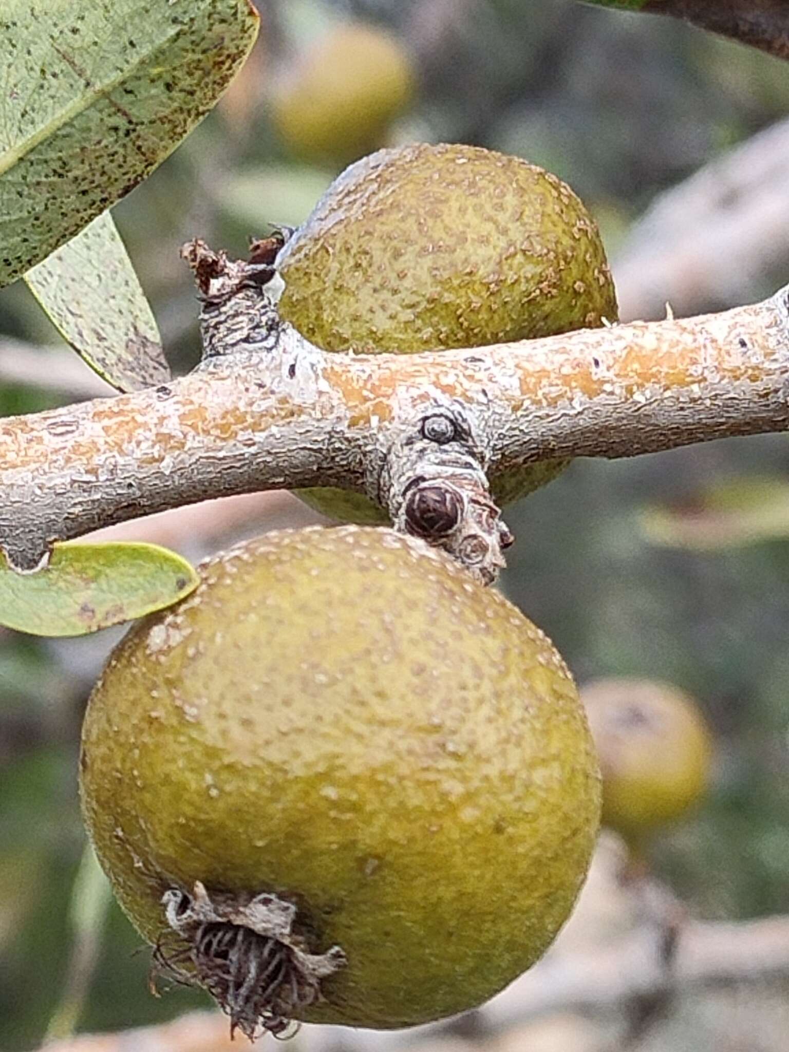 Plancia ëd Pyrus spinosa Forsk.